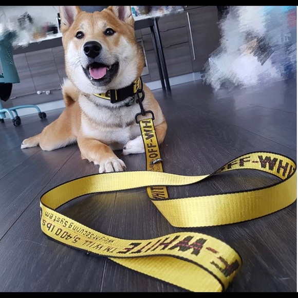 off white dog collar